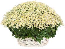 Цветочная композиция из Ромашки в корзине #REPLACE_PRED# Хрипань